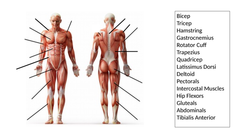 Muscular Contraction Worksheets Teaching Resources