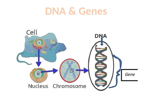9-1 AQA GCSE Biology - U6 L3 DNA and The Genome | Teaching Resources