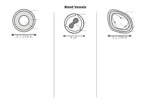 IAS / IAL Edexcel Biology Unit 1 Topic 1: Blood vessels & heart structure