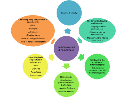 OCR A level Biology year 13 revision mind maps