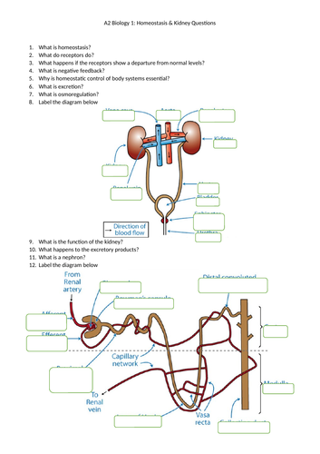 A2 Biology Homeostasis & Kidney Revision Questions & Answers