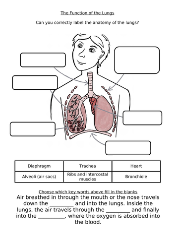 KS2 Science Function of the Lungs Labelling Worksheet with Fill in the ...