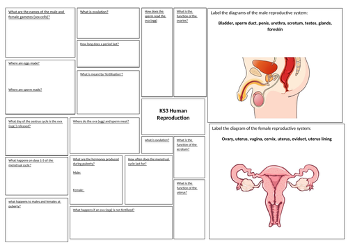 KS3 Year 7 Revision Mats - science | Teaching Resources