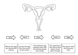 Reproduction - Reproductive organs and gametes for KS3 and KS4 Biology