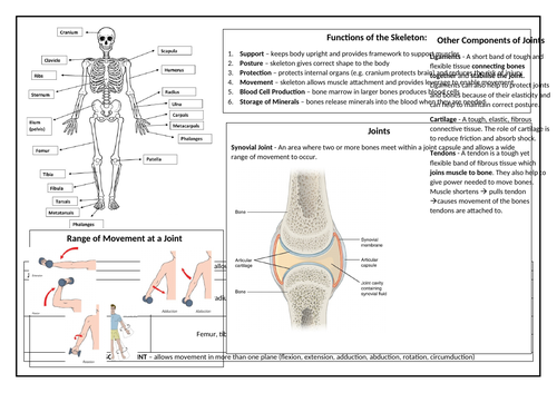 OCR GCSE PE Skeletal System Revision Sheet | Teaching Resources