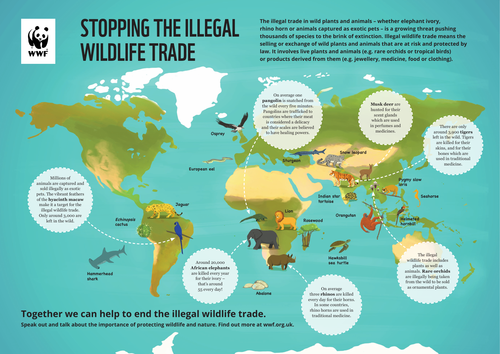 Illegal Wildlife Trade - Activities for Primary and Secondary Schools |  Teaching Resources