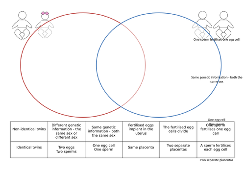 Reproduction - becoming pregnant for KS3 and KS4 Biology (Science ...