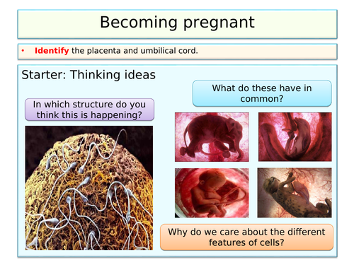 Reproduction - becoming pregnant for KS3 and KS4 Biology (Science ...
