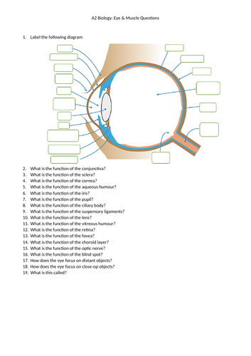 A2 Biology Eye & Muscle Questions & Answers