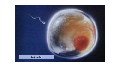 Pregnancy stages resource KS3 | Teaching Resources