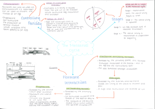 The Menstrual Cycle Mind Map Teaching Resources 5684