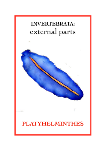 Invertebrata: External parts book 3 - Platyhelminthes