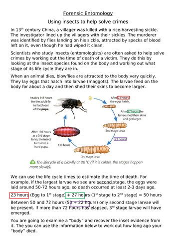 Forensic Entomology activity Teaching Resources