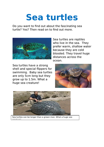 Reading comprehension - SEA TURTLES! | Teaching Resources