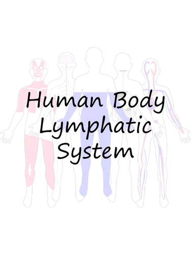 Human Body: Lymphatic System Crossword and Word Search