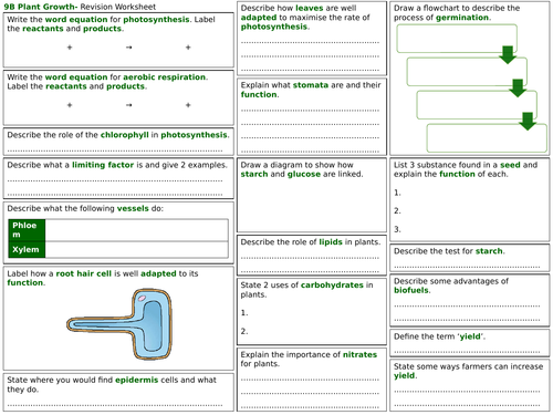 Exploring Science 9B Revision Worksheet- Plant Growth