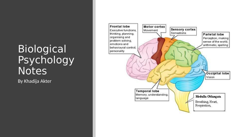 Edexcel A Level Psychology Paper 1 Revision Teaching Resources 0248