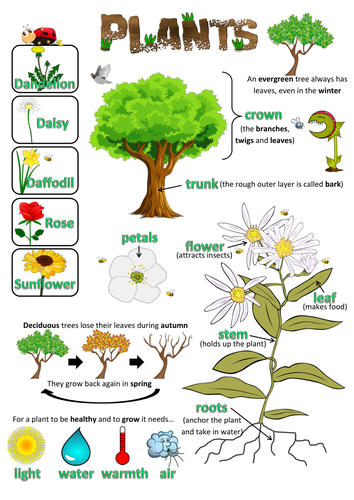 year 1 plants homework