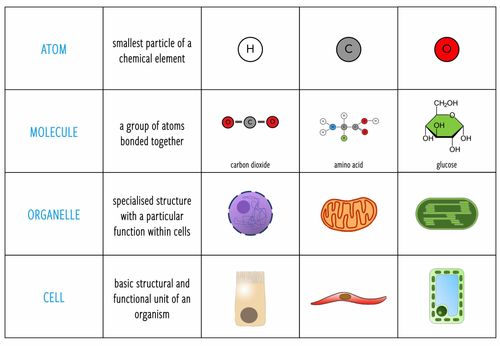 Cells, tissues, organs: levels of organisation - Card Sort (KS3/4 ...