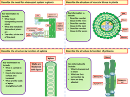 A Level Biology Transport in Plants Revision Flash Cards | Teaching ...