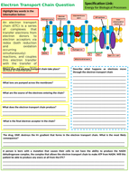 A Level Biology ATP Synthesis & Electron Transport Chain Lesson ...