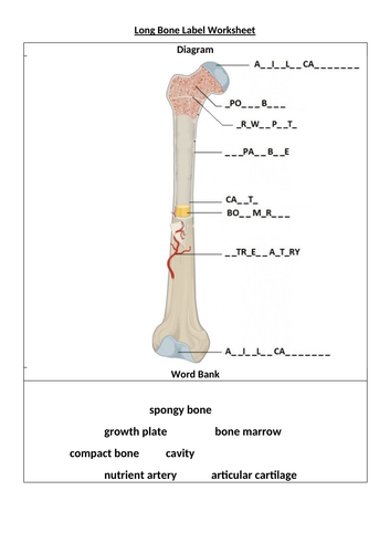 Long Bone Dissection Worksheet Teaching Resources