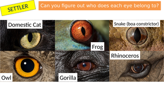 KS3 The Eye and Vision | Teaching Resources