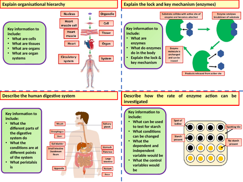 AQA KS4 GCSE Biology (Science) Organisation Revision Flashcards ...