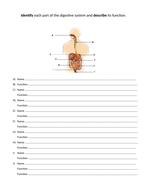 ks3 science digestive system worksheet teaching resources