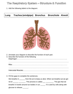 KS3 Science Respiration / Respiratory System Worksheets | Teaching