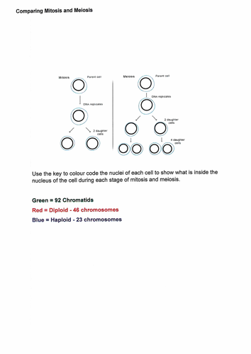 Mitosis and Meiosis - colour code the Chromosomes | Teaching Resources