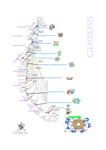 Glycolysis picture | Teaching Resources