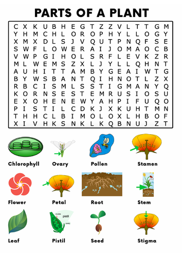 Parts of a Plant Word Search Activity | Teaching Resources