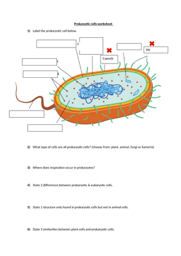 Eukaryotic and Prokaryotic Cells (GCSE) | Teaching Resources