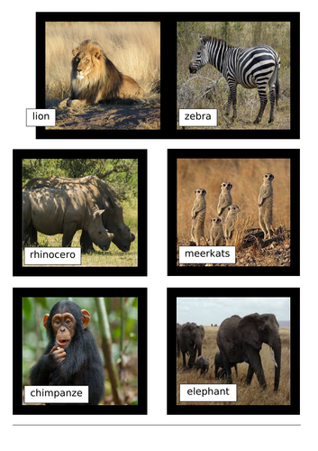 KS1 Animal Classification Lesson Pack | Teaching Resources