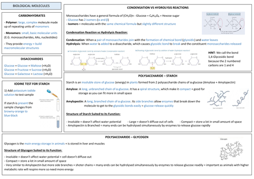 AQA A LEVEL BIOLOGY - Biological Molecules Revision