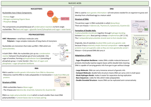 AQA A LEVEL BIOLOGY - Nucleic Acids Revision