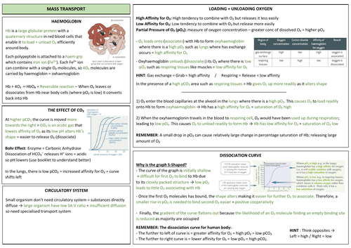 AQA A LEVEL BIOLOGY - Mass Transport Revision