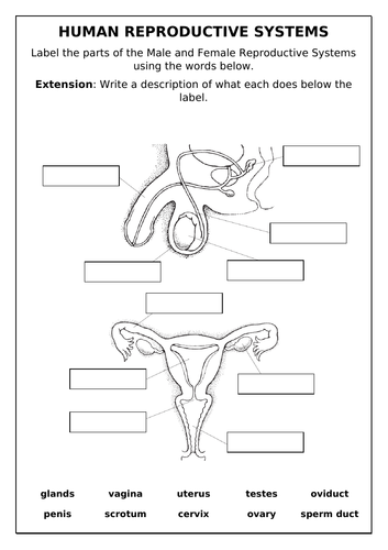 WHOLE TOPIC KS3 Year 7 / 8 Cells Animal reproduction Infertility ...