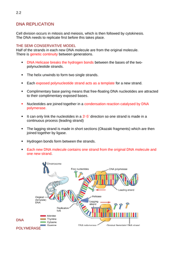 AQA Biology A Level DNA Replication Notes | Teaching Resources