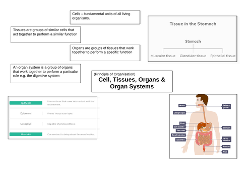 Biology Paper 1 Revision