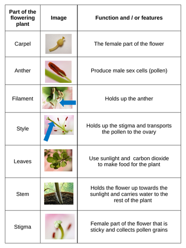 parts-of-a-flower-ks2-worksheets-activities-lesson-plan-and-plenary