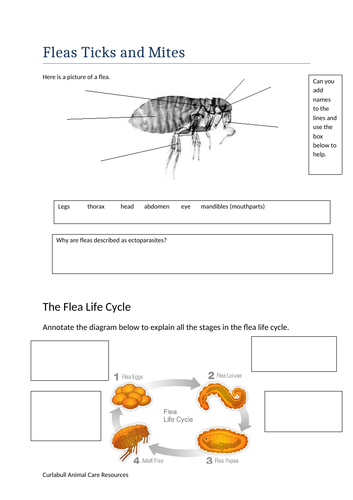 Ectoparasites - Fleas ticks and mites - workbook