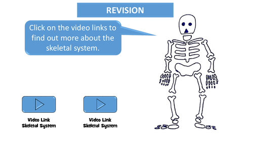AQA GCSE PE - The Skeletal System | Teaching Resources
