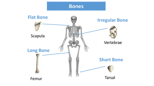 AQA GCSE PE - The Skeletal System | Teaching Resources