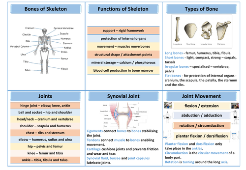 Aqa Gcse Pe Skeletal System Revision Mat Teaching Resources 3524