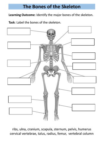 assignment skeletal system