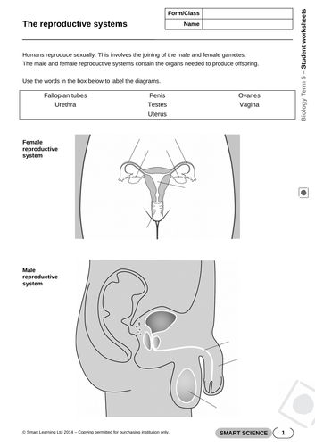 The Male And Female Reproductive Organs Teaching Resources 3237