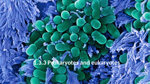 1.3.3 Prokaryotes and Eukaryotes (AQA 9-1 Synergy)