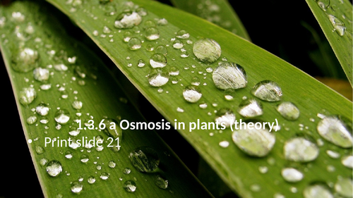 1.3.6 Osmosis in plants (AQA 9-1 Synergy)